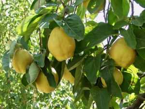 Cydonia 'Champion' Quince 10" Pot, known in botany as Cydonia, hanging on a tree branch with green leaves.