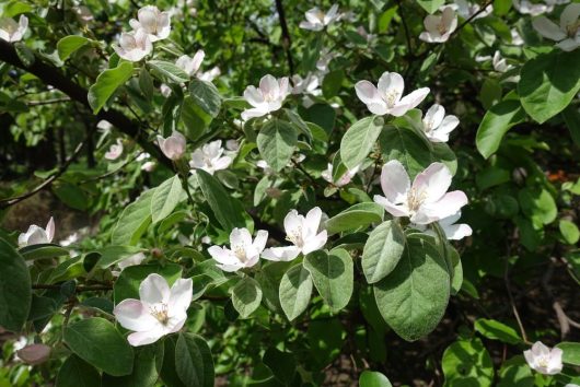 Close-up of a Cydonia 'Champion' Quince 10" Pot branch with numerous small white flowers and green leaves in a lush outdoor setting, ideal for planting.