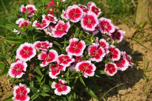A cluster of vibrant pink and white Dianthus 'Angel Of Desire' 6" Carnation Pot with green leaves grows in a garden, surrounded by soil and grass.
