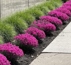 A row of bright pink Dianthus 'Sugar Plum Raspberry' 6" Pot flowers lines the edge of a concrete path, with green grass growing alongside a tall concrete wall in the background. Each plant displays vibrant hues reminiscent of Sugar Plum Raspberry.