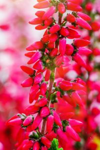 Erica aurora 'Cape Heath' red flowering winter heath