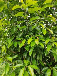 Lush green leaves of varying shades on a dense Elaeocarpus 'Green Dream' PBR 16" Pot tree, with a focus on bright, vibrant foliage.