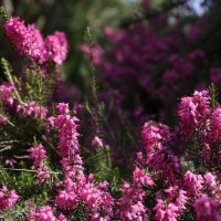A cluster of pink heather flowers in full bloom with green foliage and a blurred natural background.