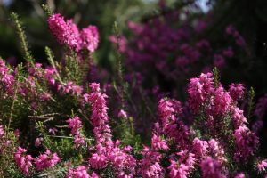 A cluster of pink heather flowers in full bloom with green foliage and a blurred natural background.