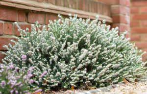 Erica melanthera 'Improved' White 6" Pot is growing beside a brick wall and surrounded by gravel.