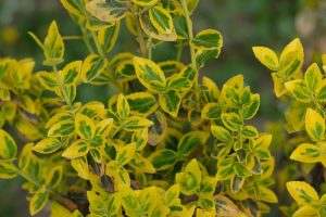 Euonymus japonicus Aureo Marginatus GOLDEN SHRUB TOM THUMB