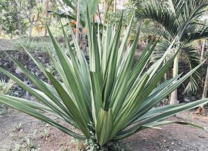 Large green sisal plant with long, spiky leaves growing in a tropical garden setting. Furcraea bedinghausii