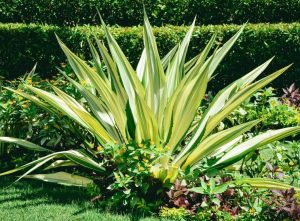 Variegated agave plant with yellow and green leaves, surrounded by smaller green shrubs and plants, set against a manicured lawn. Furcraea foetida mauritius hemp