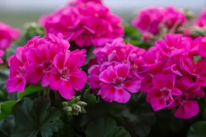 Close-up of vibrant pink Geranium 'Big Rose' flowers in full bloom, thriving in a 6" pot, with green leaves visible in the background.