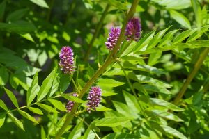Glycyrrhiza 'Licorice Root' 4" Pot with clusters of small, purple flowers blooming among elongated, serrated leaves. The setting appears to be an outdoor garden or natural area, and it grows from a 4" pot.
