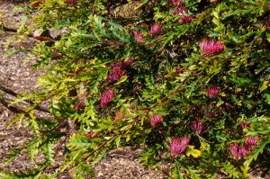 Close-up of a bushy Grevillea 'Amazing Grace' PBR 8" Pot plant with green leaves and clusters of small, bright pink flowers. The plant is situated in a sunlit, mulched garden area, thriving beautifully in its 8" pot.