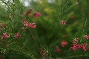 rosy pink spider like flowers on a grevillea blossom baby with green foliage australian native shrub