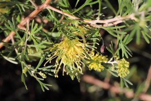 Close-up of a Grevillea 'Lemon Supreme', displaying its distinctive yellow spider-like flowers and narrow, needle-like leaves.