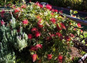 A dense bush with long, narrow green leaves and numerous red flowers blooms in a garden, with a wooden fence and lawn in the background.