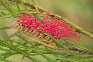 Close-up of a Grevillea 'Red Hooks' (Copy) flower with bright pink styles and yellow-tipped stigmata, surrounded by green needle-like foliage.