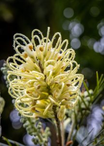 Close-up of a Grevillea lutea 'Yellow Woolly' Grevillea 6" Pot with delicate, curled petals and water droplets, set against a blurred, green background.