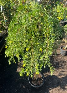 Grevillea lanigera rosmarinifolia Lemon Daze australian native