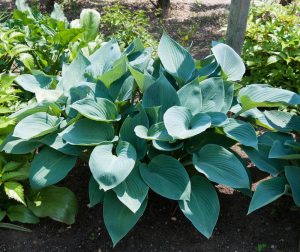 A cluster of Hosta 'Halcyon' 4" Pot plants with broad, green leaves in a garden, basking in sunlight.