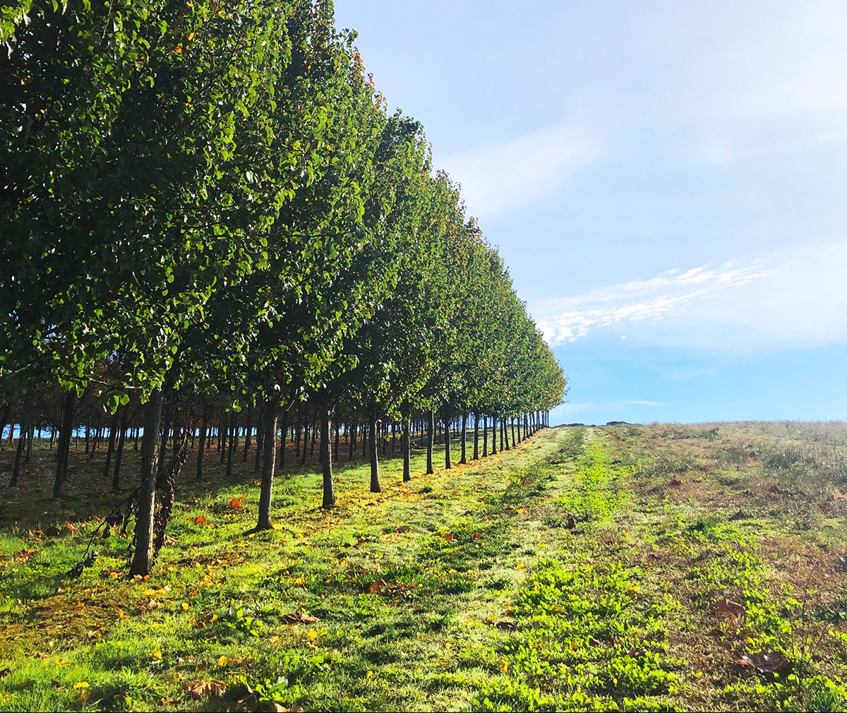 Advanced Field Grown (Field Dug) Trees 2024