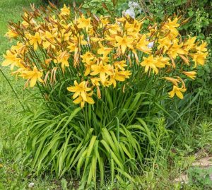 A dense cluster of bright yellow Hemerocallis 'Stella Citron' 6" Pot grows amidst green foliage in a garden setting, thriving beautifully in its 6" pot.
