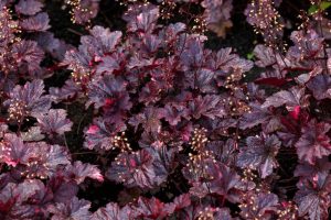 Dark purple foliage of the Heuchera 'Wildberry' Coral Bells 6" Pot contrasts beautifully with small, delicate white flowers on thin stems, all growing in a dense patch.