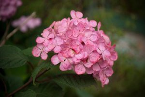 A close-up of a cluster of Hydrangea 'Pink Blue Sunset' 8" Pot (Copy), with green leaves softly backlit by a blue sunset.