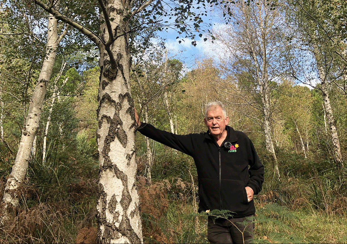 Our Favourite Tree, the Silver Birch & a Story For You