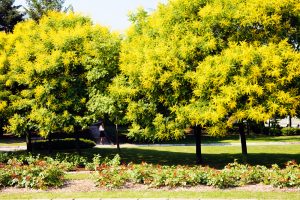 A park scene with three trees full of yellow flowers, green grass, and a flower bed in the foreground. A person is walking in the background.