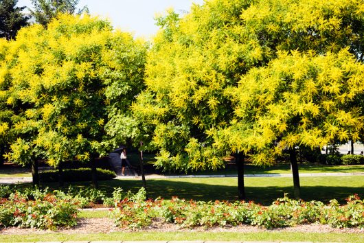 A park scene with three trees full of yellow flowers, green grass, and a flower bed in the foreground. A person is walking in the background.