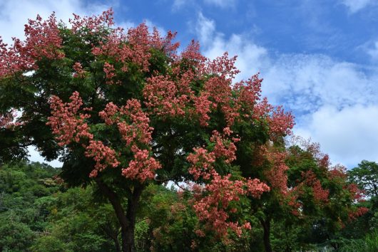 Koelreuteria 'Golden Rain' Trees (Field Dug Extra Large) with clusters of pink flowers stand against a backdrop of a partly cloudy blue sky and surrounding greenery.