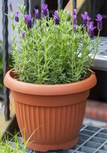 A Lavander 'Little Posie Pink' 6" Pot filled with Lavender Little Posie Pink plants, featuring tall, slender stems and purple flowers, placed on a metal surface.