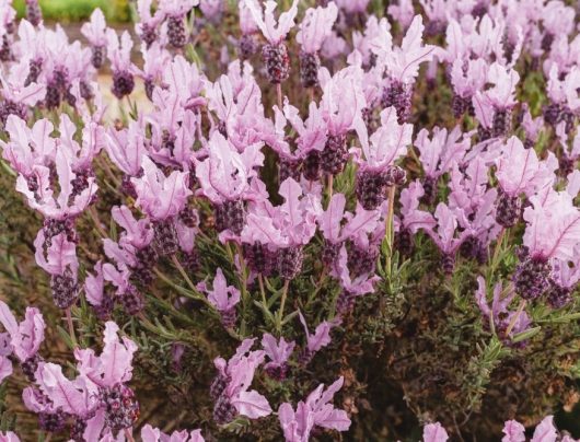 A close-up view of vibrant pink Spanish Lavander 'Little Posie Pink' flowers in a 6" pot, featuring their distinctive winged petals and dark purple inflorescences.