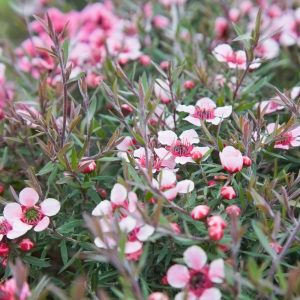 Close-up of a Leptospermum 'Pink Crystal' 6" Pot with numerous small, pink and white flowers and thin green leaves, perfect for a 6" pot.
