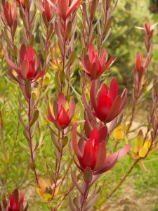 leucadendron safari magic australian native shrub with bright red flowers