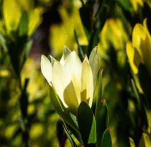 Close-up of a blooming Leucadendron 'Lime Magic' 8" Pot with white petals surrounded by green leaves and bathed in sunlight, thriving beautifully in its 8" pot.