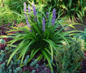 LIRIOPE MUSCARI REAL DEAL TURF LILY PURPLE FLOWERED STRAPPY GRASS