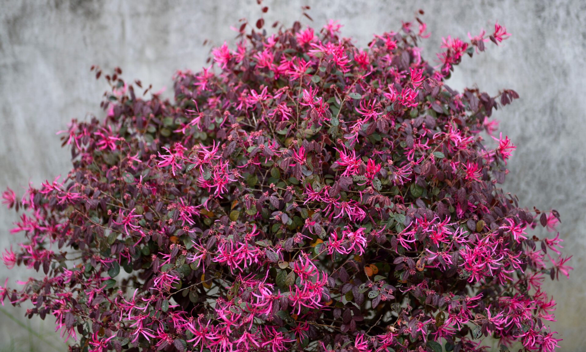 Add Excitement to Your Garden with Loropetalum