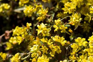 Close-up of numerous yellow Lysimachia flowers in full bloom with green foliage in the background, perfect for a Lysimachia 'Midnight Sun' 6" Pot (Copy) or adding a touch of Midnight Sun to your garden.