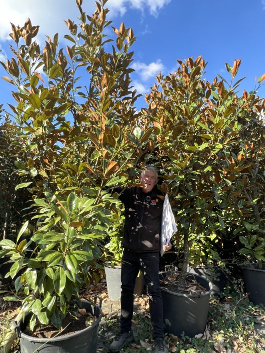 Magnolia grandiflora Exmouth extra large 60cm pot chris hello hello plants evergreen feature magnolia tree