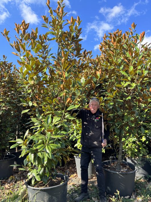 Magnolia grandiflora Exmouth extra large 60cm pot chris hello hello plants evergreen magnolia feature tree