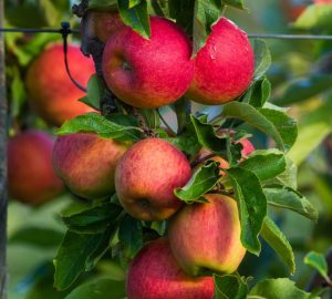 Ripe Malus 'Gala' apples hanging from an apple tree branch, surrounded by green leaves, with a blurred background.