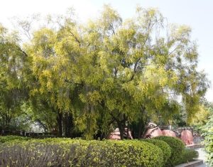 A large tree with yellow-green foliage stands in a garden, surrounded by bushes and other greenery. Brown objects are partially visible in the background.