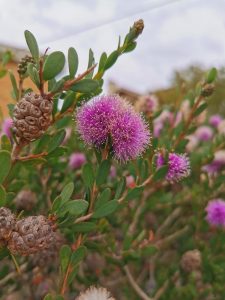 Melaleuca nesophila PINK HONEY MYRTLE BUSH