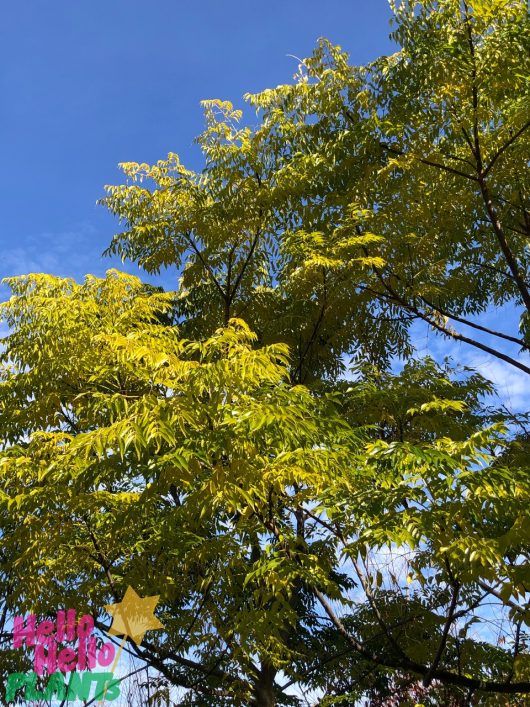 Tree branches with green and yellow leaves under a clear blue sky, resembling the vibrant foliage of Melia 'White Cedar' (Field Dug Medium). “Hello Spring Plants” text and a star logo are visible in the bottom left corner.