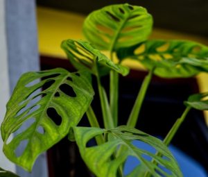 A vibrant Monstera adansonii 'Laniata' 5" Pot, known for its distinctive split and holey leaves, thrives in a 5" pot, set against a blurred indoor background.
