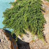 A Myoporum 'Broad Leaf' 8" Pot plant is growing next to a large rock and on blue gravel, with the surrounding soil covered in brown wood chips.