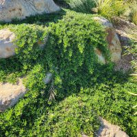 Image of lush, green Myoporum 'Broad Leaf' ground cover plants growing over and around large boulders in a landscaped garden.
