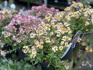 Close-up of potted plants with small, colorful flowers in shades of pink, yellow, and white. The Nemesia 'Assorted Mix' 6" Pot plants are displayed in an assorted mix at an outdoor market or garden center, each thriving in a 6" pot.