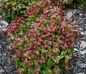 dwarf sacred bamboo nandina domestica firepower cottage garden colourful green and red bush