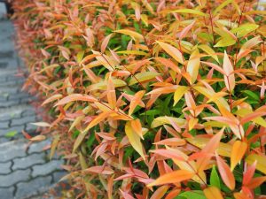 dwarf sacred bamboo gulf stream nandina domestica yeloow bronze tips shrub